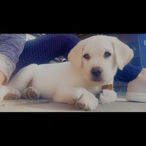 Meet your Posher, Sandy